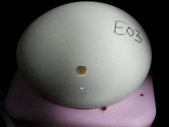 Versuchsei „E03“