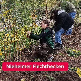 "Living fences" are created according to centuries-old Nieheim tradition under the hands of 40 students.