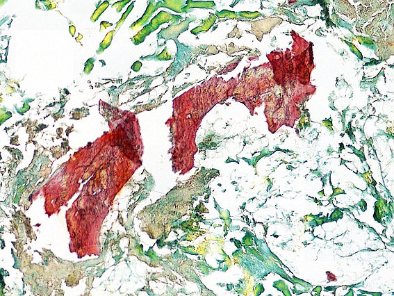 Lebensmittelhistologie