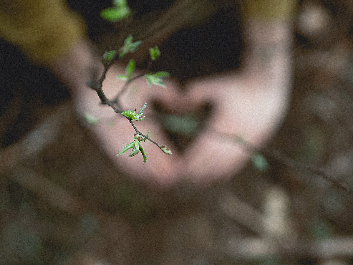 Hände planzen einen Keimling in die Erde und formen dabei ein Herz mit den Fingern