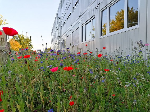 Blumenwiese rund um die Containerbüros am Innovation Campus der TH OWL in Lemgo