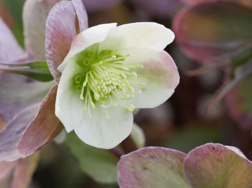Botanischer Garten Christrose